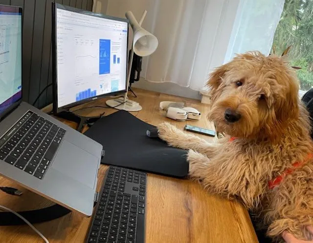 Arbeitsplatz bei Digital Growth mit Bürohund